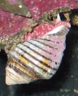  Puperita pupa (Zebra Nerite)